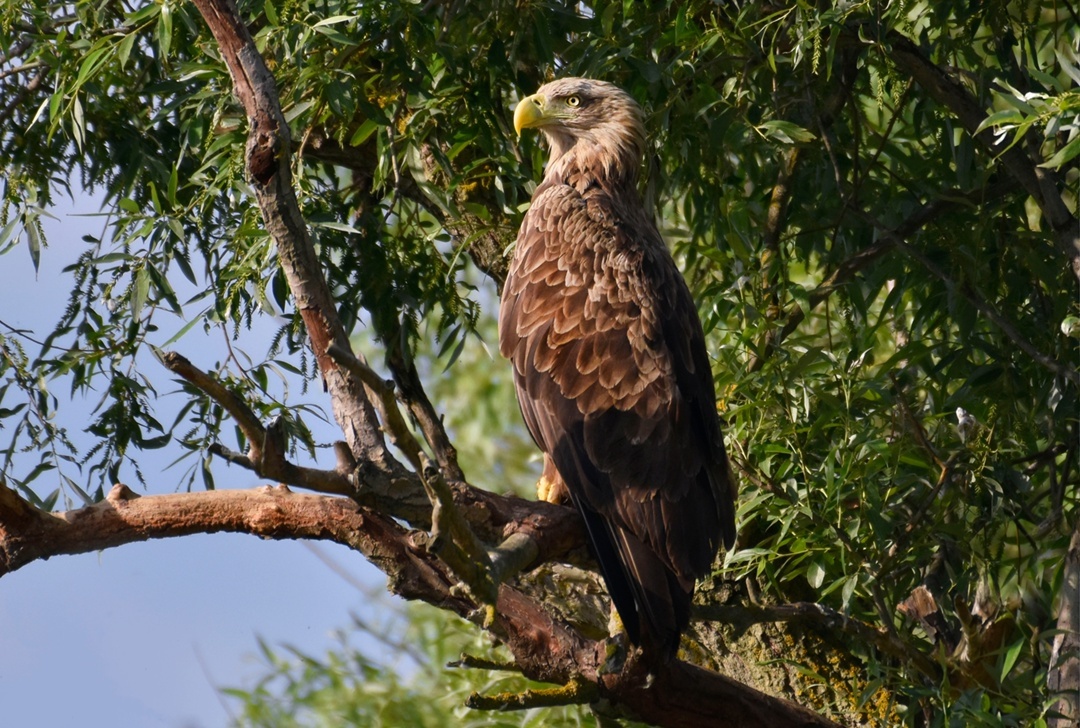 Орлан-белохвост в пойме. Фото Алены Рыжовой