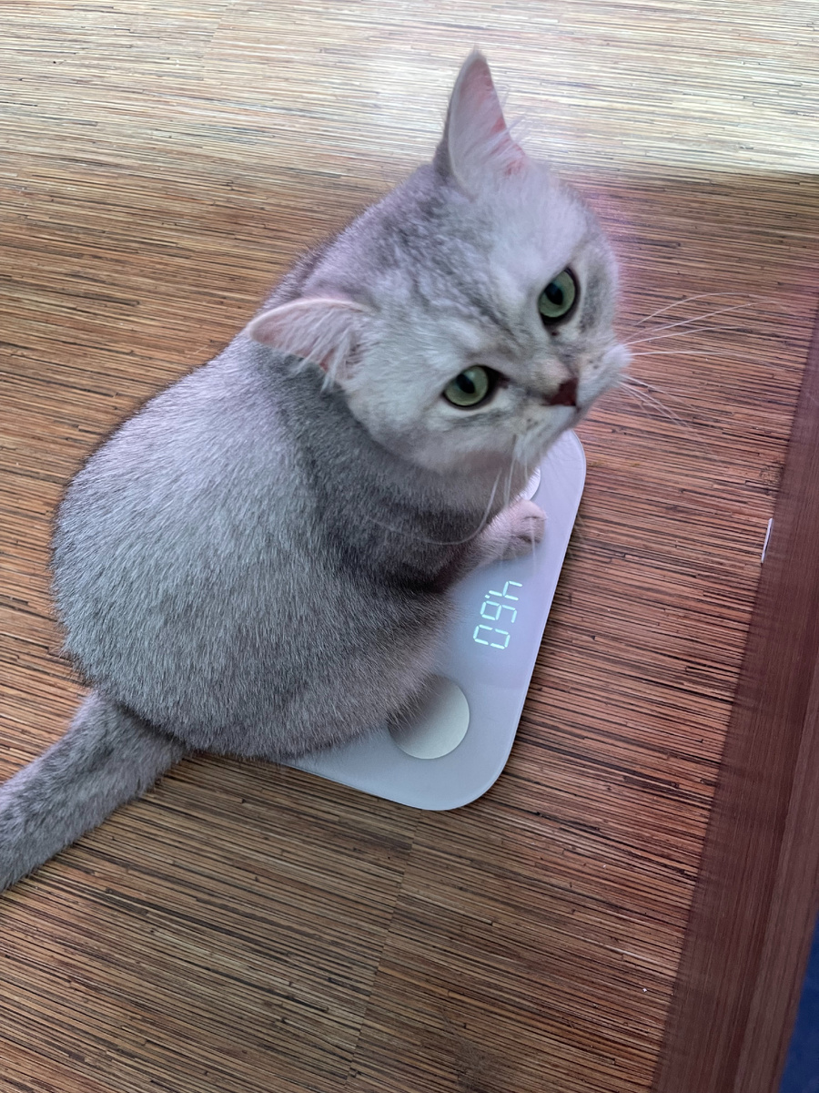 Для обложки фото моего котика в молодости, который страдает кошачьим РПП и мы с ним очень любим вкусно и много кушать, а еще спать ))) сейчас это наглый, толстый, пушистый комок доброты и счастья