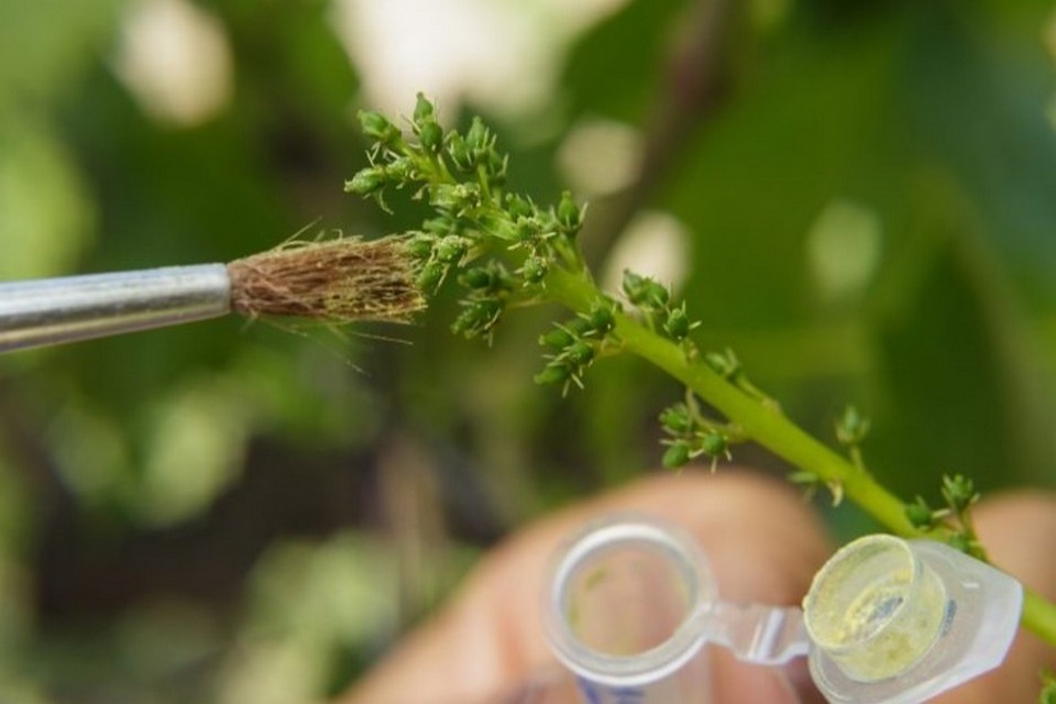 Половое размножение винограда (опыление)