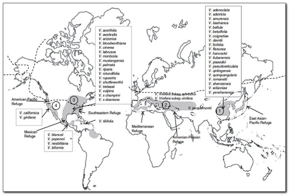 Где растут различные виды винограда
