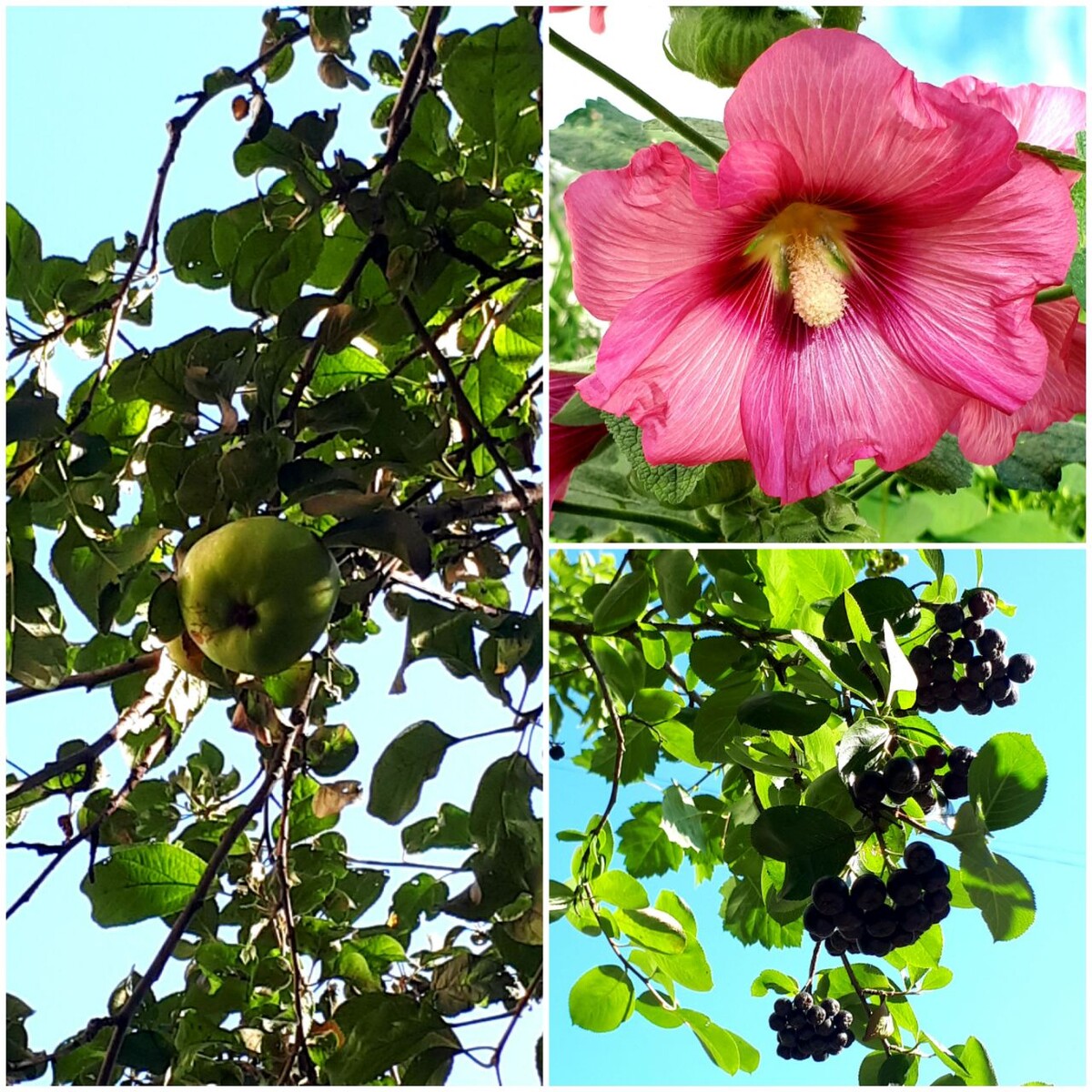 Коллаж автора статьи 06.08.2025г.