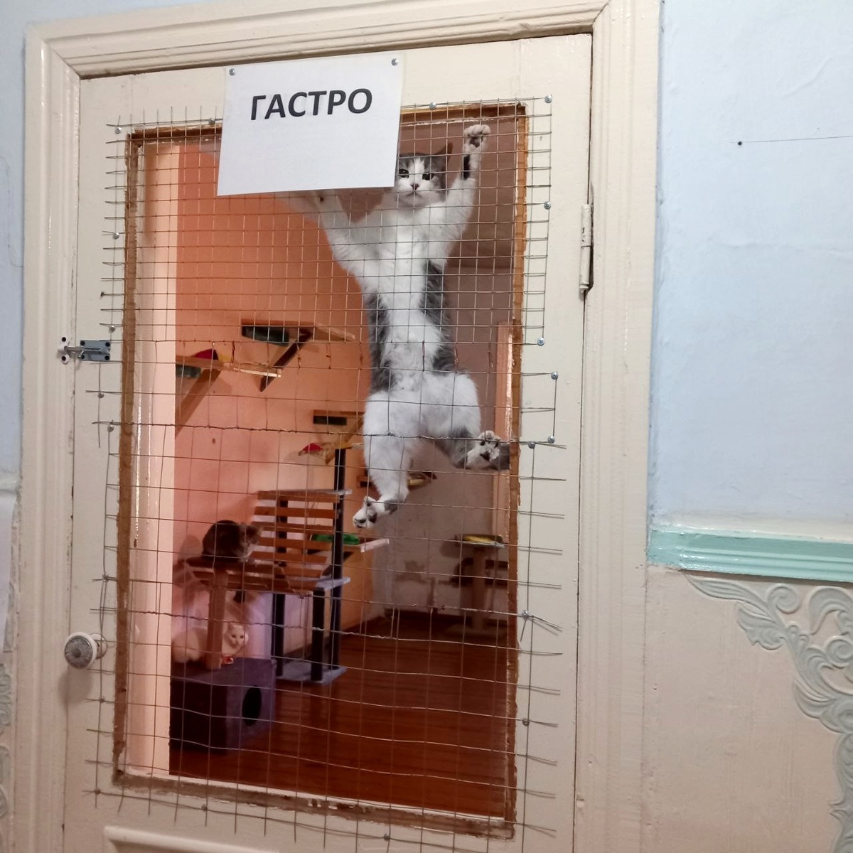 Вася готова откусить людям головы, если они снова придут без еды