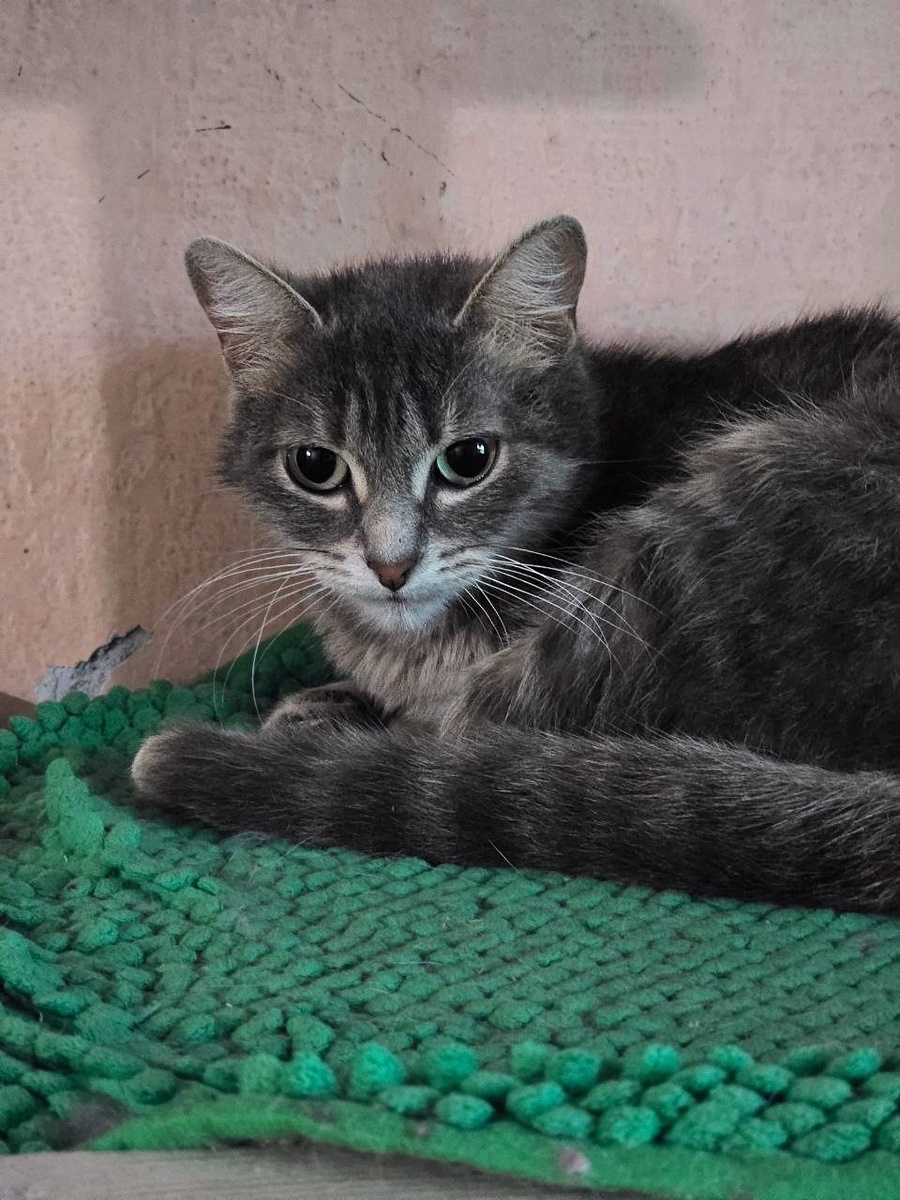 У Муси весьма красноречивая мордочка