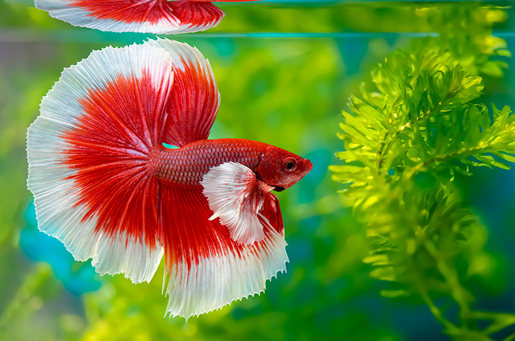 Разве можно поверить, что за этой красотой скрывается характер настоящего воина?