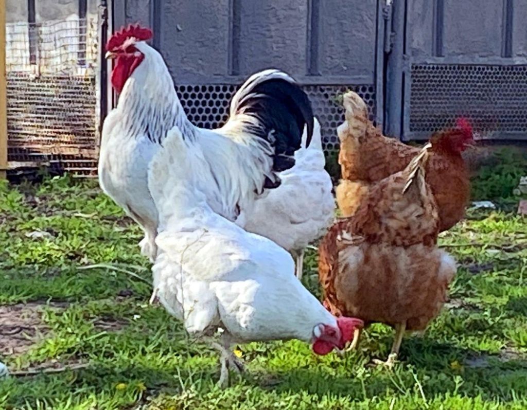   Фото: Е. Богачева. Газета "Земля"