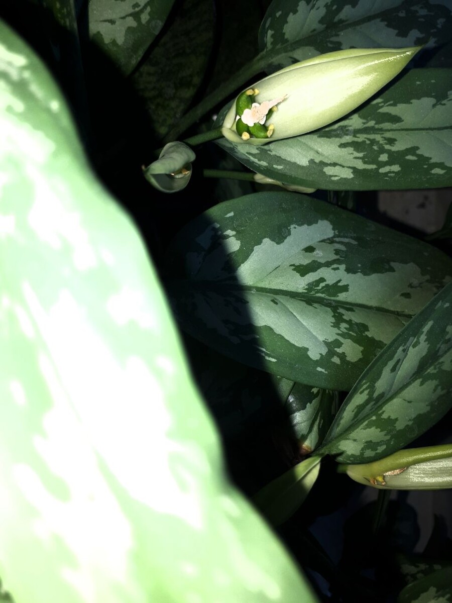 Фото автора статьи 05.08.2025г. - ЖЕНСКОЕ СЧАСТЬЕ)