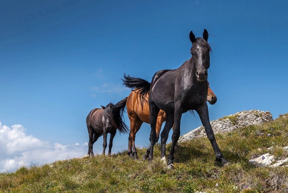 Фото: vk.com/armkhiru