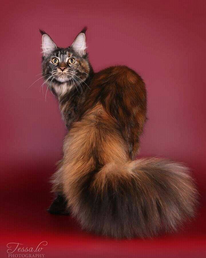 Шикарный. здоровый хвост у Мейн-куна