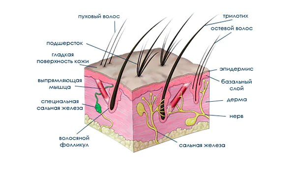 Сальный хвост у кошек возникает из-за гиперплазии супракаудальной железы, что приводит к избыточной выработке кожного сала. На изображении видно, как сальные железы (выделены жёлтым цветом) выделяют секрет, который скапливается на коже. 