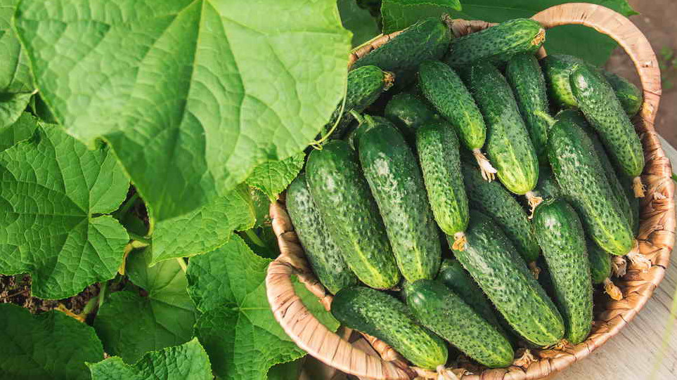 Огурцы созревают ведрами, семья не успевает употреблять. 