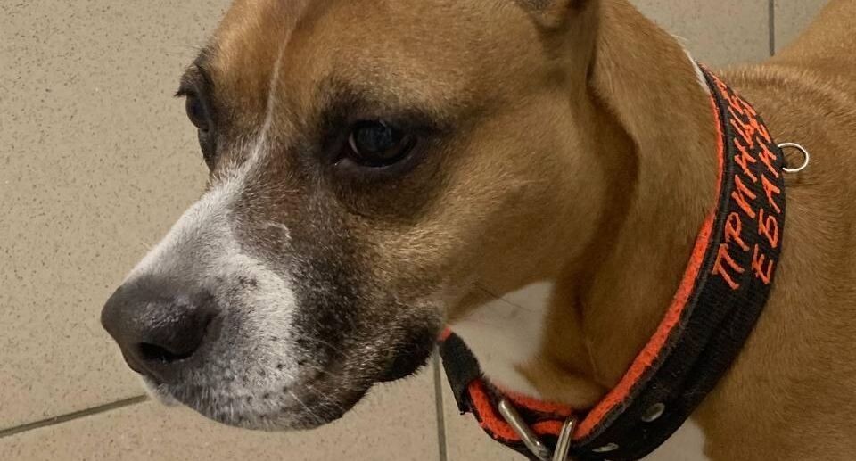    Приют «Доброе сердце» Ачинск / Telegram