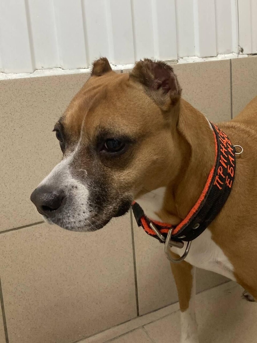    приют «Доброе сердце» / Telegram