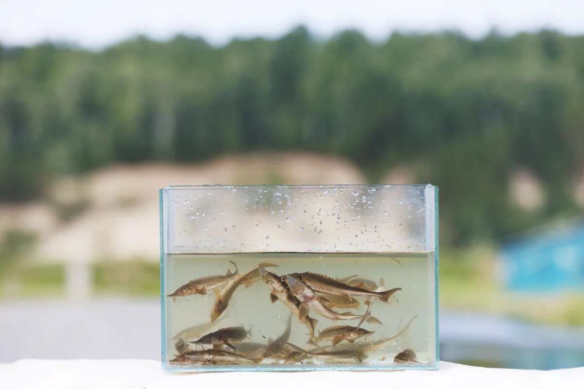    В Иртыш выпустили более миллиона мальков сибирского осетра