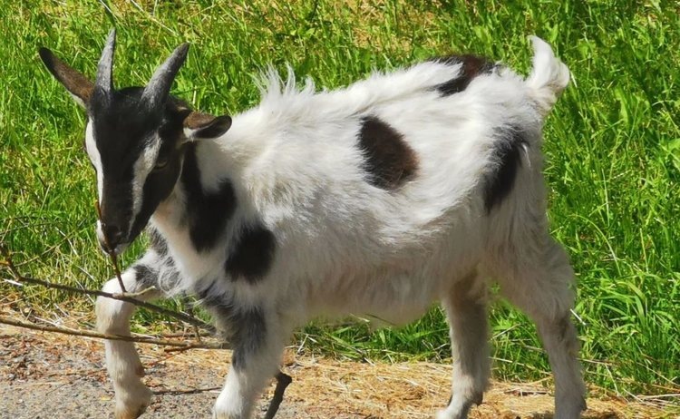    Козы защищают кур от хищных птиц и способствуют маркетингу