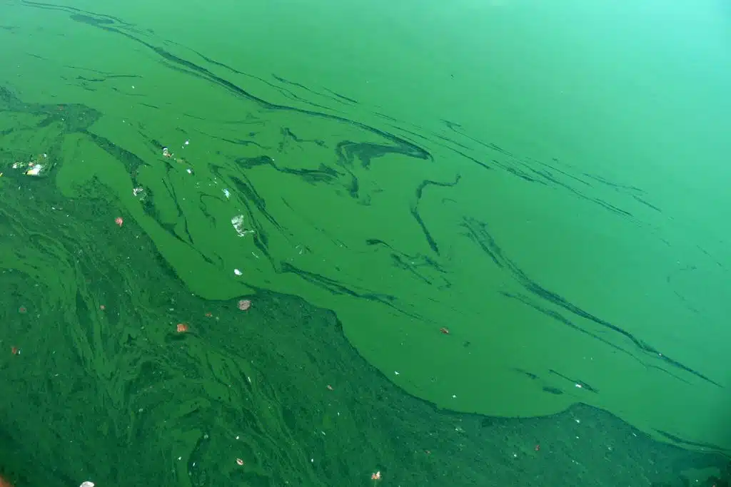 Колонии водорослей могут чрезмерно разрастаться и вырабатывать токсины в условиях повышенной температуры и обилия питательных веществ. 