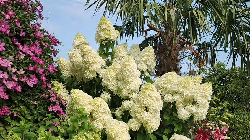 Укрываю метельчатую гортензию по дедовскому способу с 15 августа. 2 слоя спанбонда — и зимует без потерь