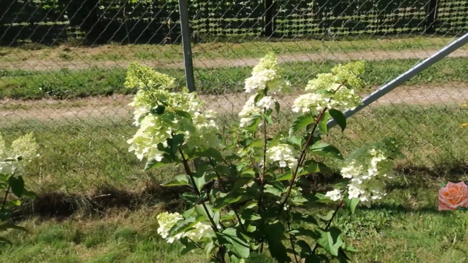 К середине августа побеги должны начать коричневеть у основания — признак готовности к зиме