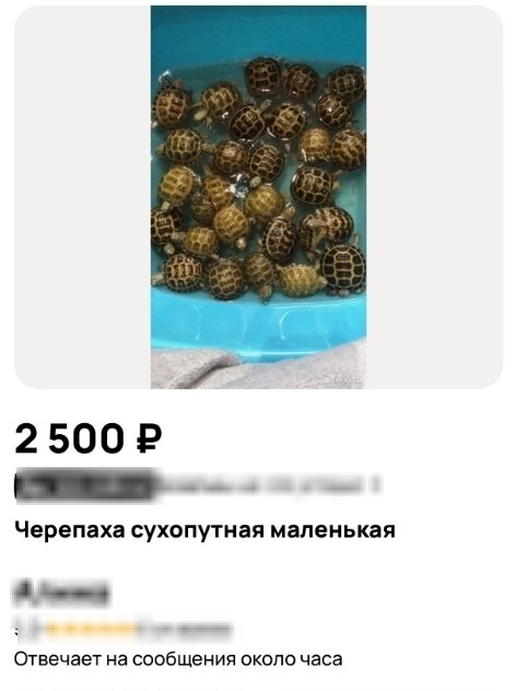    Малышей начали продавать. Фото: Скриншот с сайта