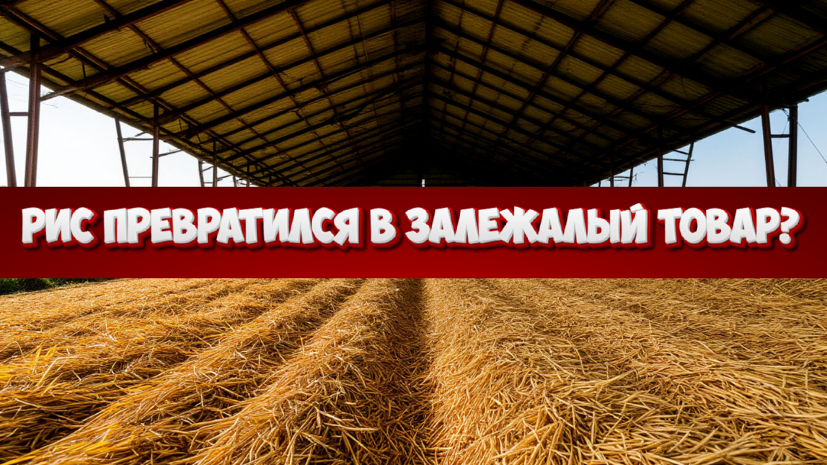 Почему к сентябрю в России завалятся склады рисом и что это значит для цен на прилавках