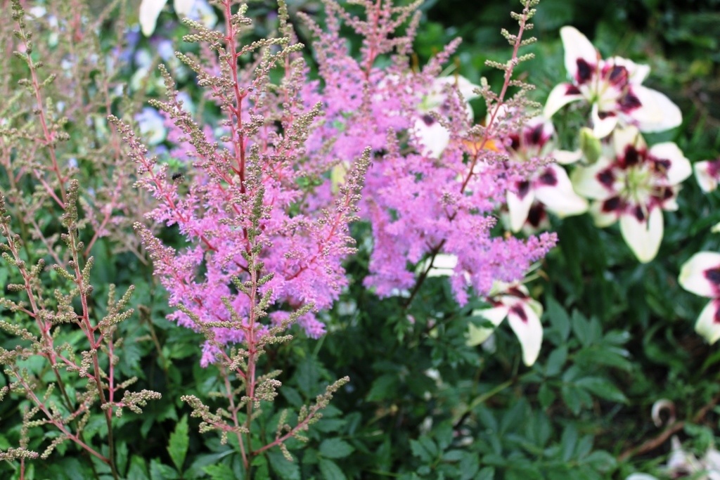 Астильба у меня шикарная, потому что знаю этот простой секрет