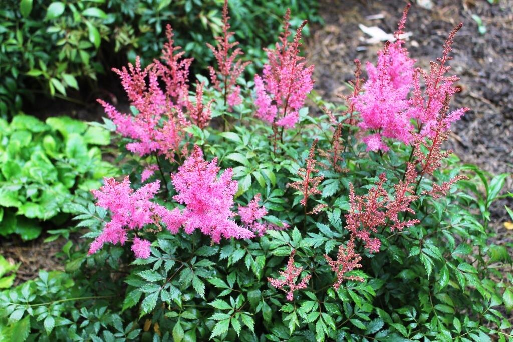 Сажаю в одну ямку сразу несколько делёнок, но молодых...