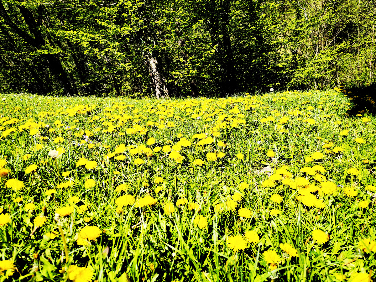 Ну, как же весной обойтись без фото цветов? Полянка одуванчиков около начала тропы на Гебиусские водопады. Фото автора