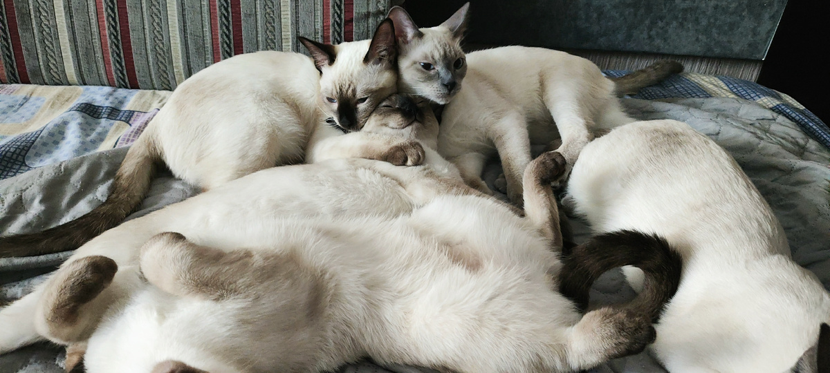 Дружные малыши Луняши