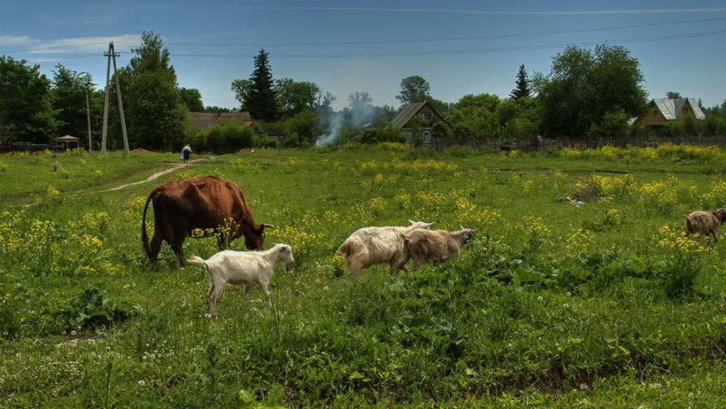 Яндекс картинки