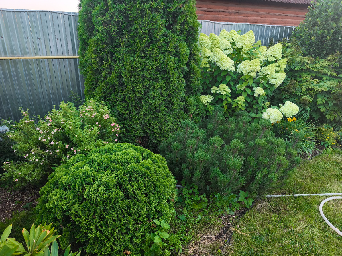 Начало августа