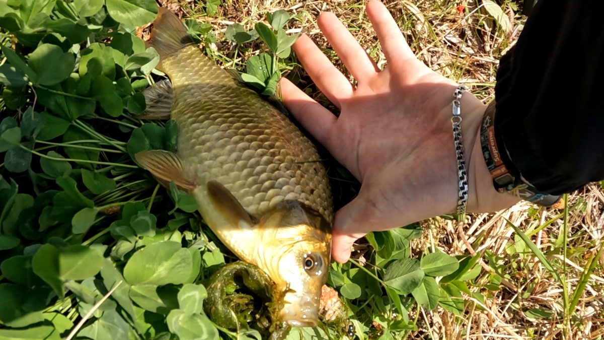 Секрет ловли карася в жару