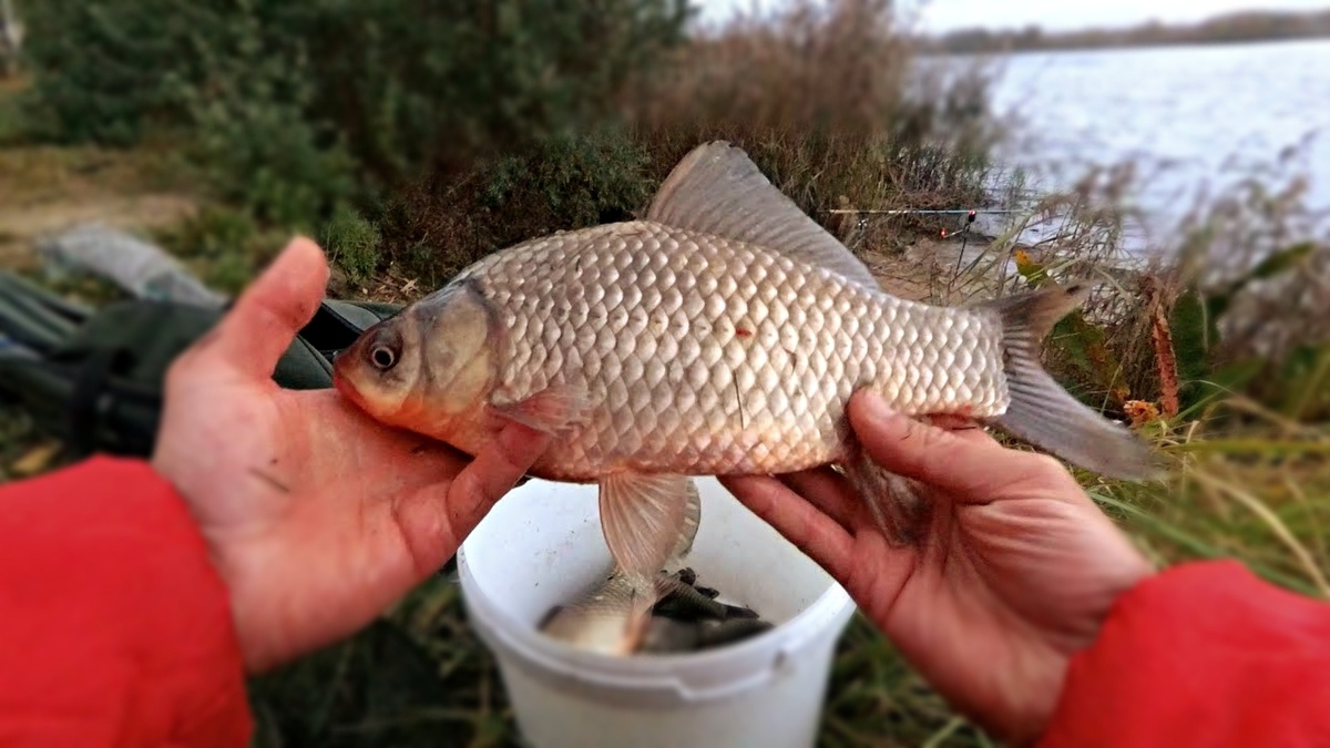 Секрет ловли карася в жару