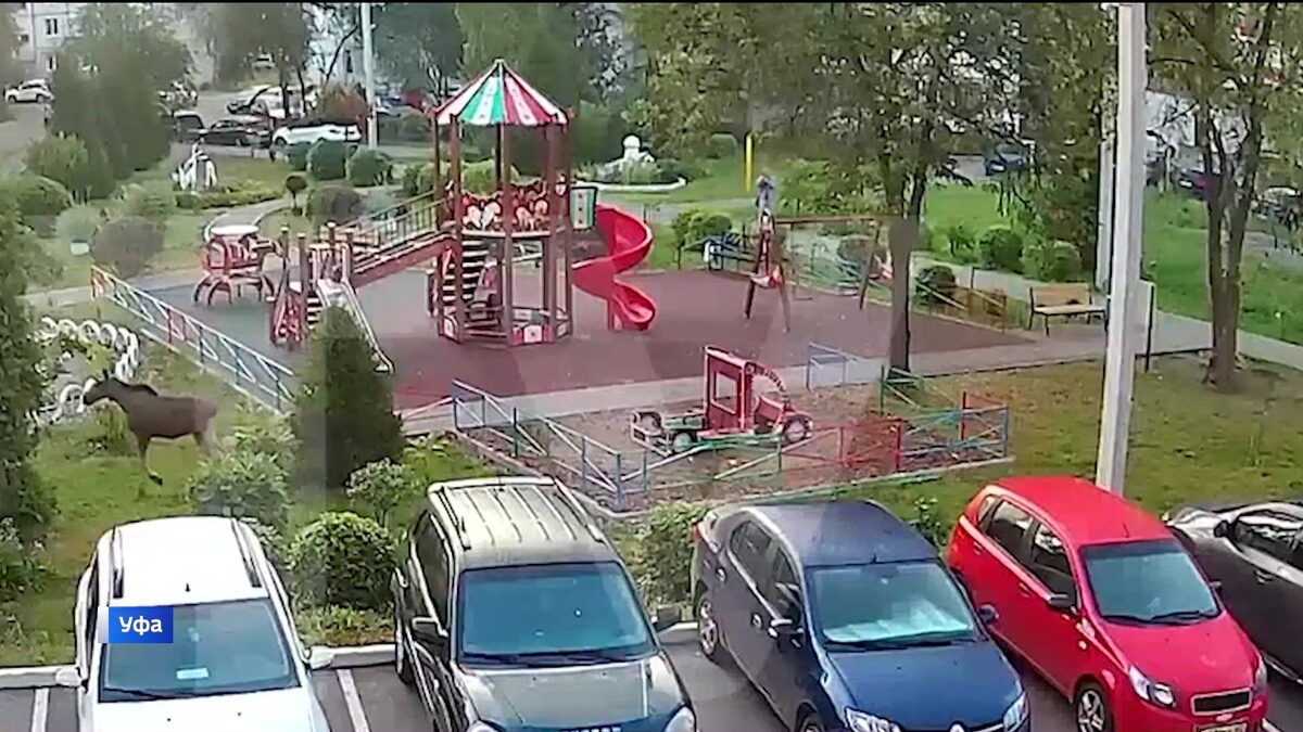    Утренняя пробежка лося в Уфе попала на видео