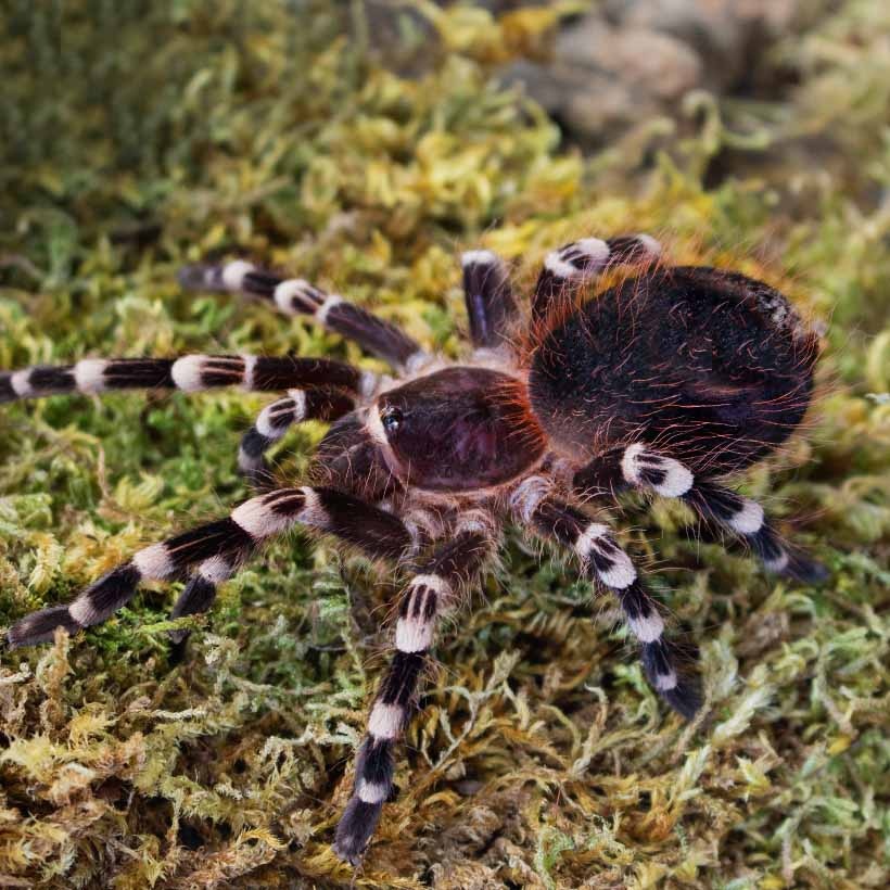 Бархатно-черный с ослепительно-белыми "коленками". Природа — лучший дизайнер!