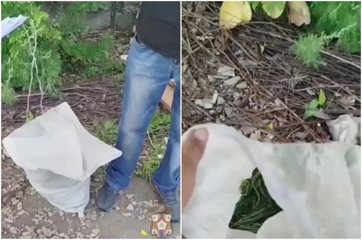    В Омске задержан рецидивист с целым мешком конопли