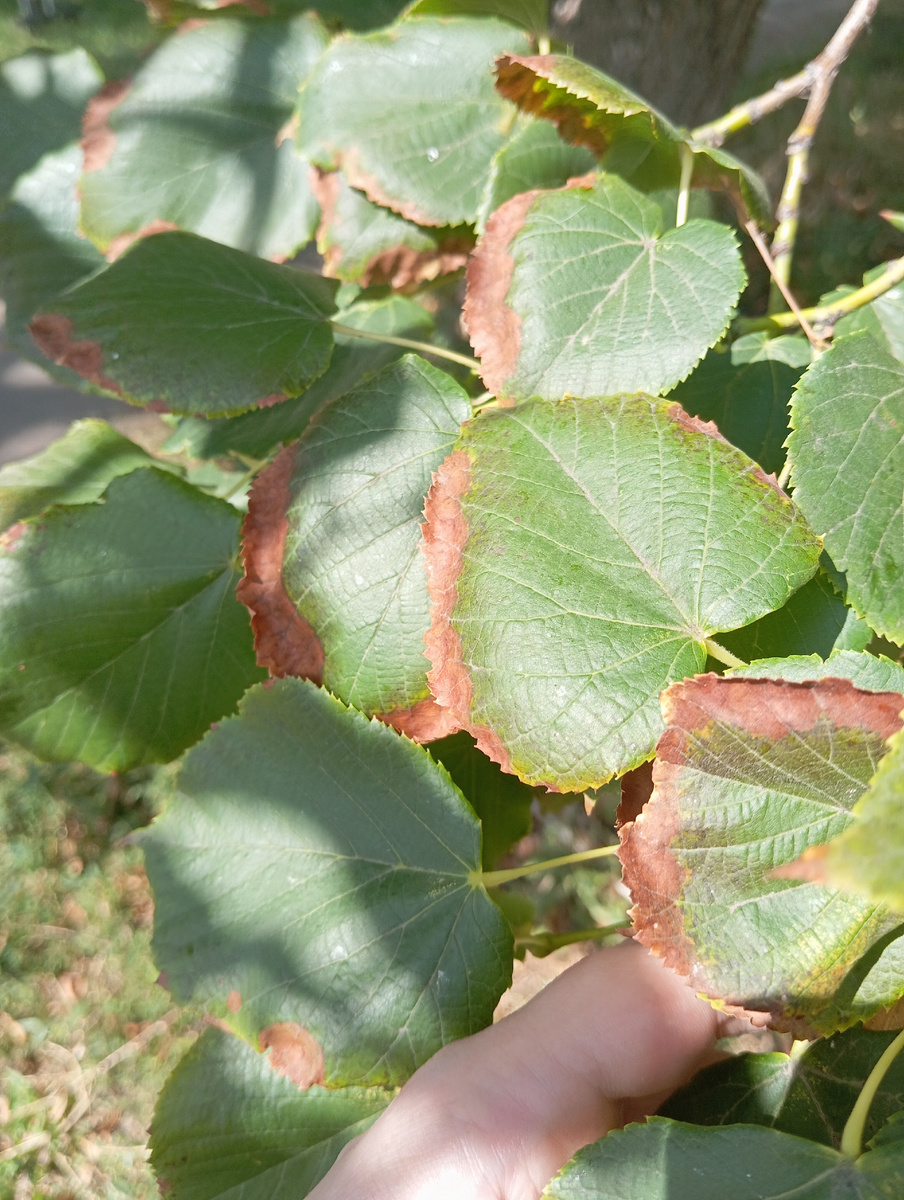 Фото автора. Реакция липы на засоление почвы.