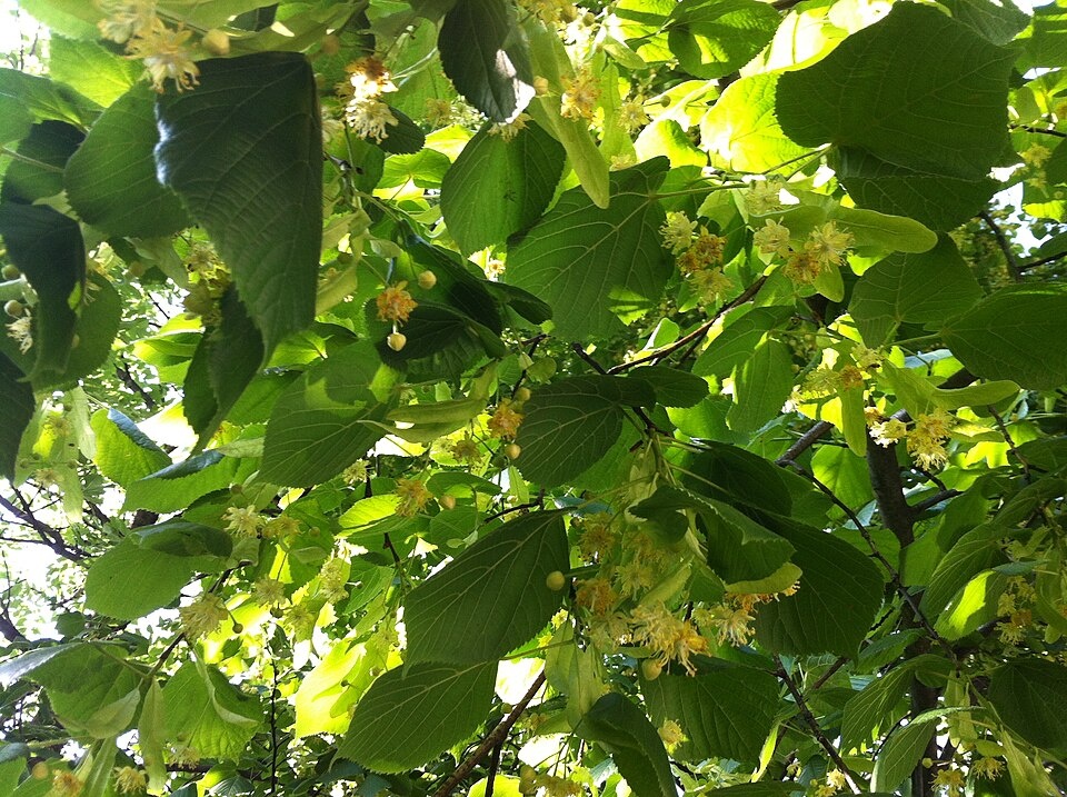 Фото: Лицензия - CC0. Листья липы