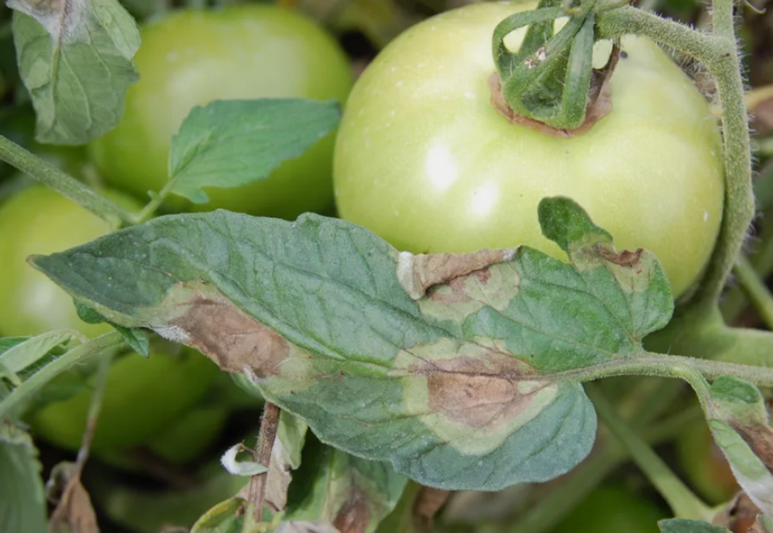 Помидоры  популярный овощ (хотя ботанически это ягода), который широко используется в кулинарии по всему миру. 