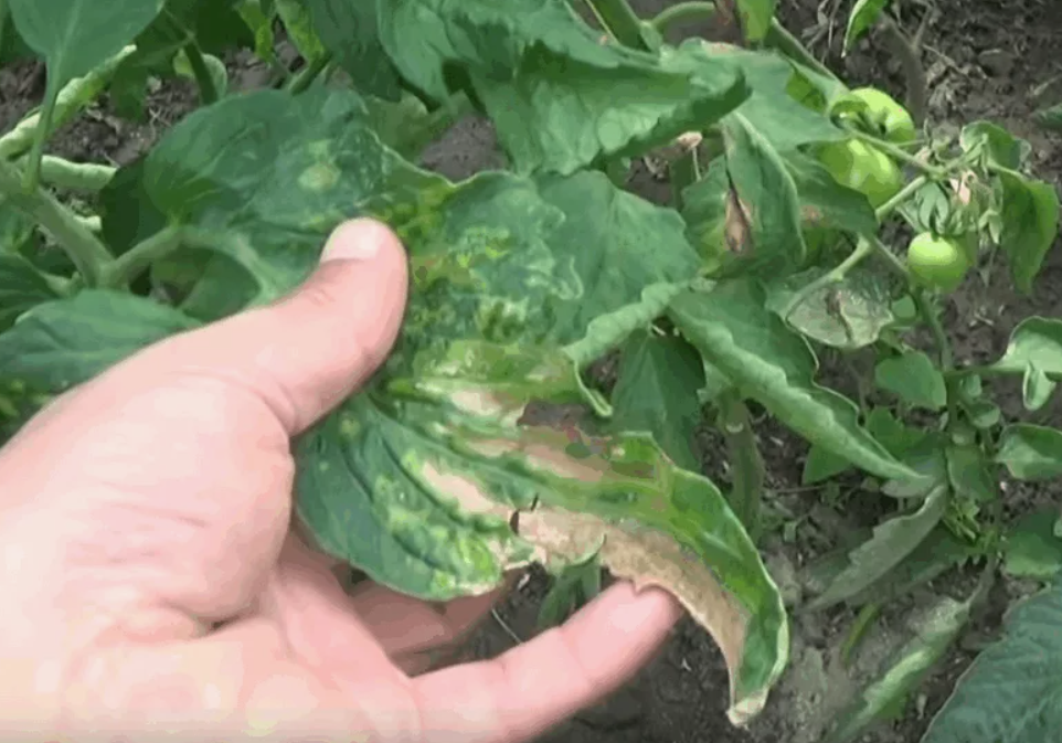 Помидоры известны своим ярко-красным цветом, сочной мякотью и характерным вкусом, который может быть как сладковатым, так и слегка кислым.