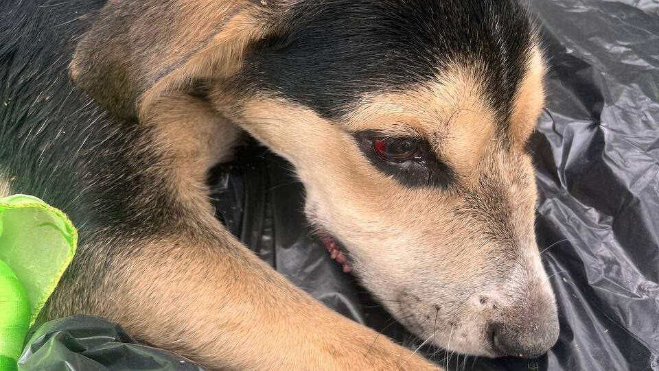 телеграм-канал «Помощь Бонису с Лизановского кладбища»