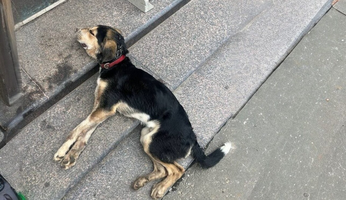 телеграм-канал «Помощь Бонису с Лизановского кладбища»