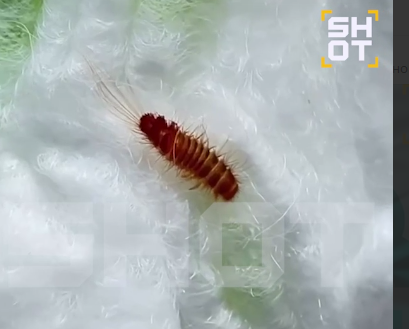    Фото: скриншот из видеоролика родителей