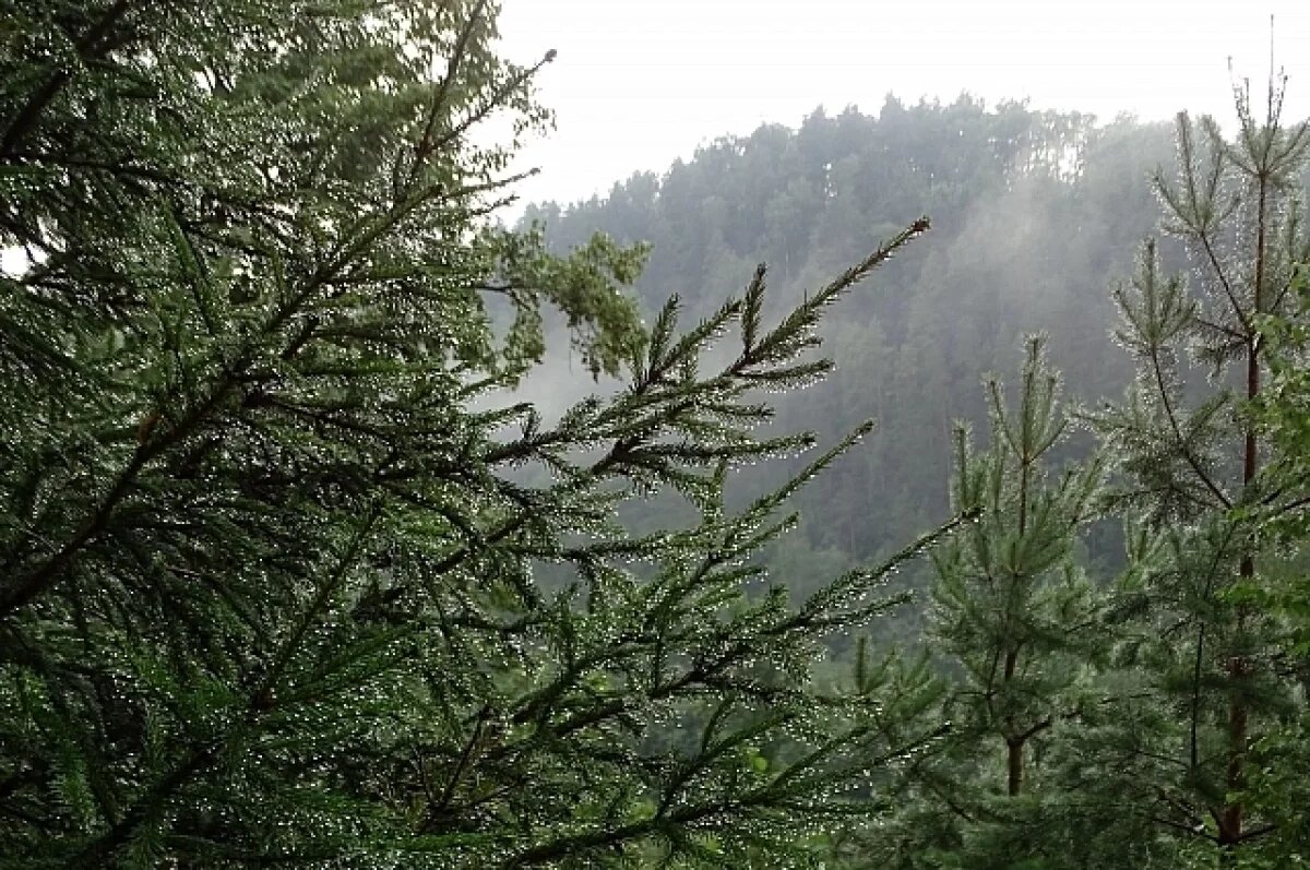    Туман, грозы и дожди ожидаются в Удмуртии 7 августа