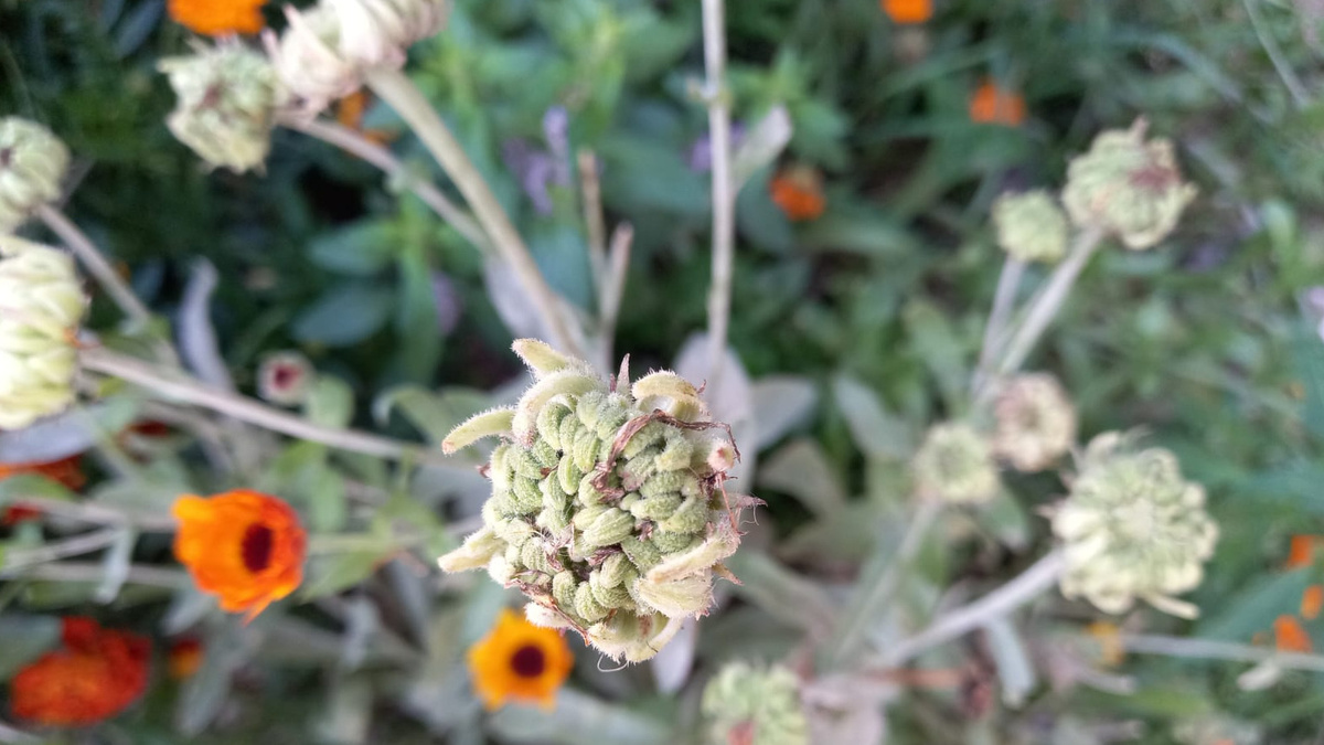 Вот она, "чудо-календула" в реальности - больная и съеденная вредителями