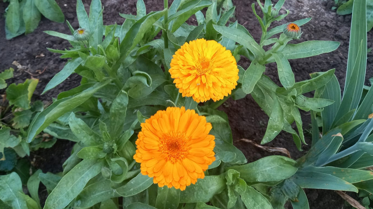 Календула-самосев душит морковь - вот результат "полезного" сидерата
