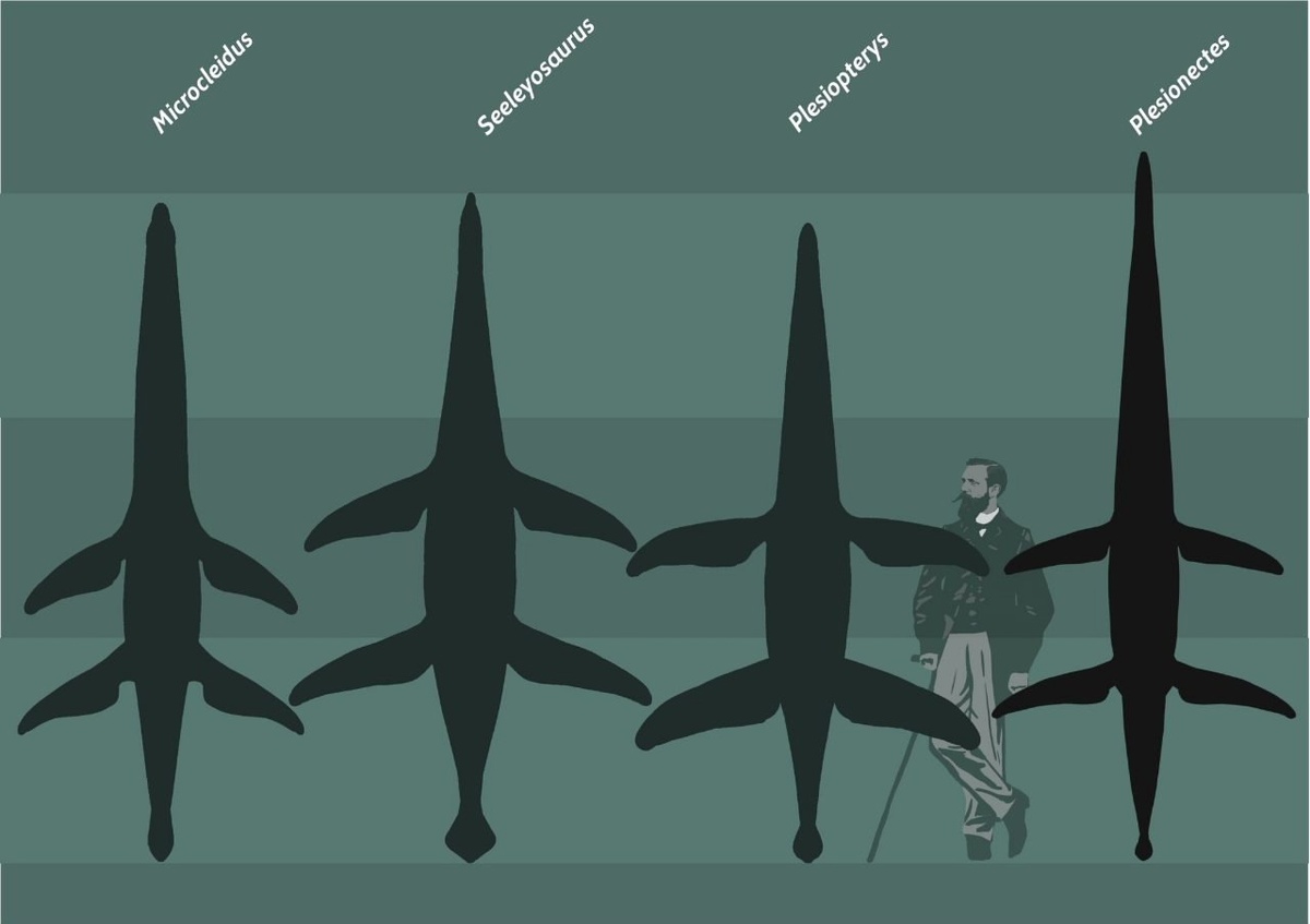 Сравнение юрских плезиозавров из Позидонии