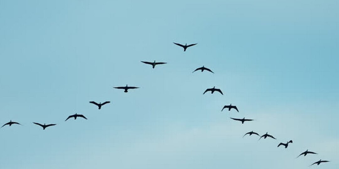 Орнитолог предупредил новосибирцев о нашествии ядовитых птиц