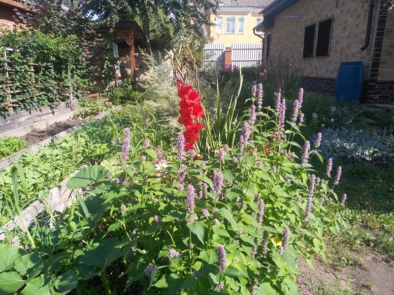 Цветение гладиолусов в окружении лофанта анисового