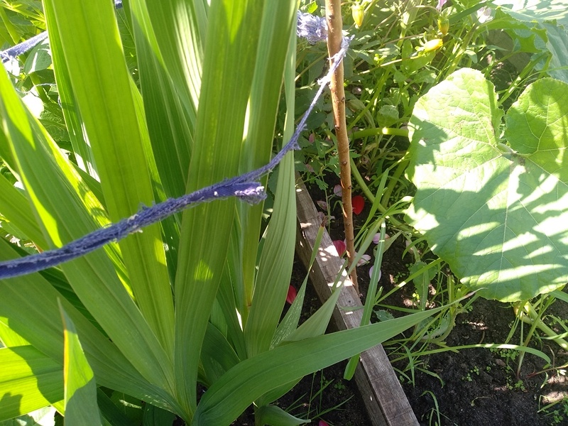 Показываю как крепятся гладиолусы к опоре