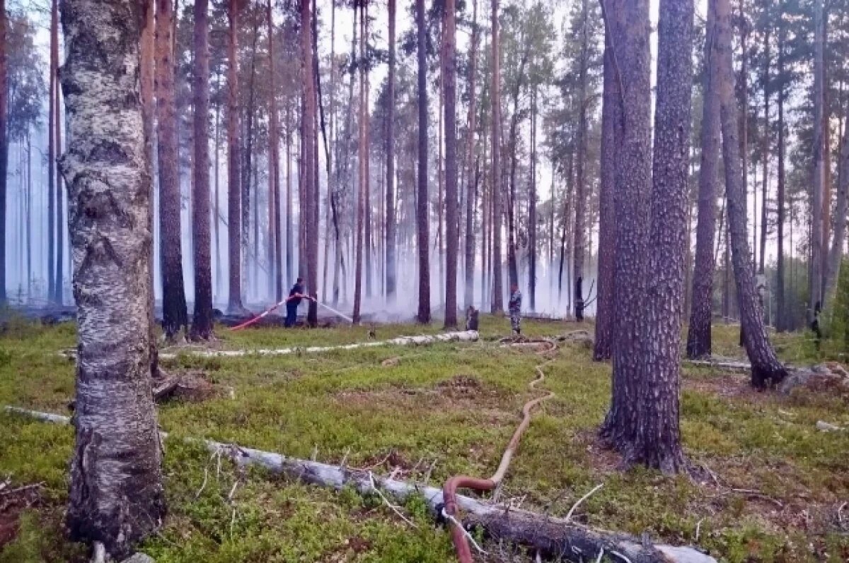    В Карелии лесной пожар остановили в 1 км от посёлка Волома