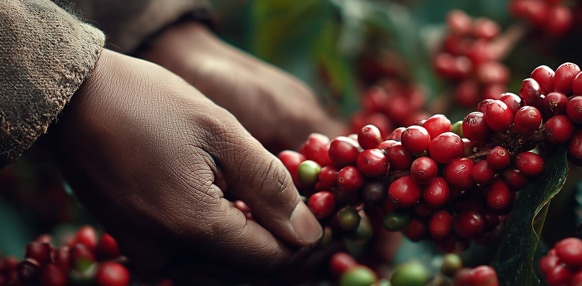 Ягоды кофе